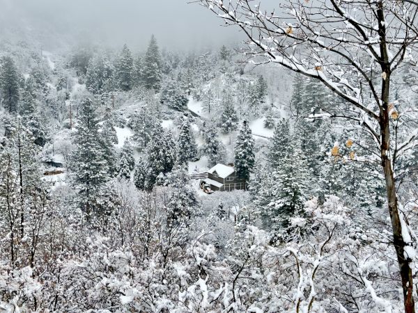 Snow-covered trees and houses create a serene, wintry landscape under a misty sky, evoking a peaceful, cold atmosphere.