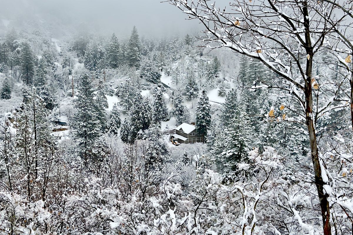 A snow-covered forest landscape with scattered trees and a couple of visible houses in a serene, wintry setting.