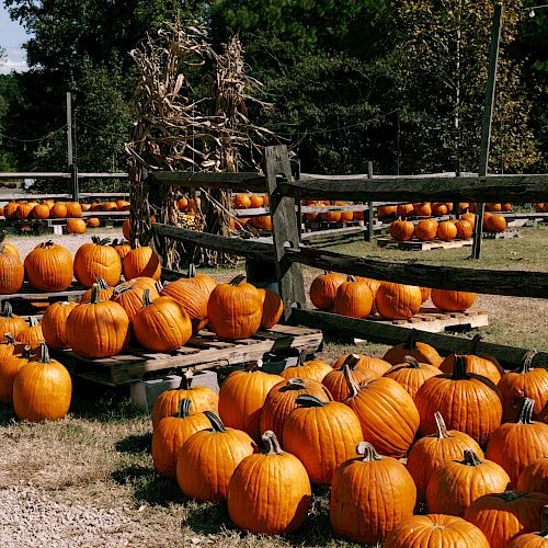 Rows of bright orange pumpkins lined up on wooden pallets next to a rustic wooden fence, set in a grassy outdoor area.