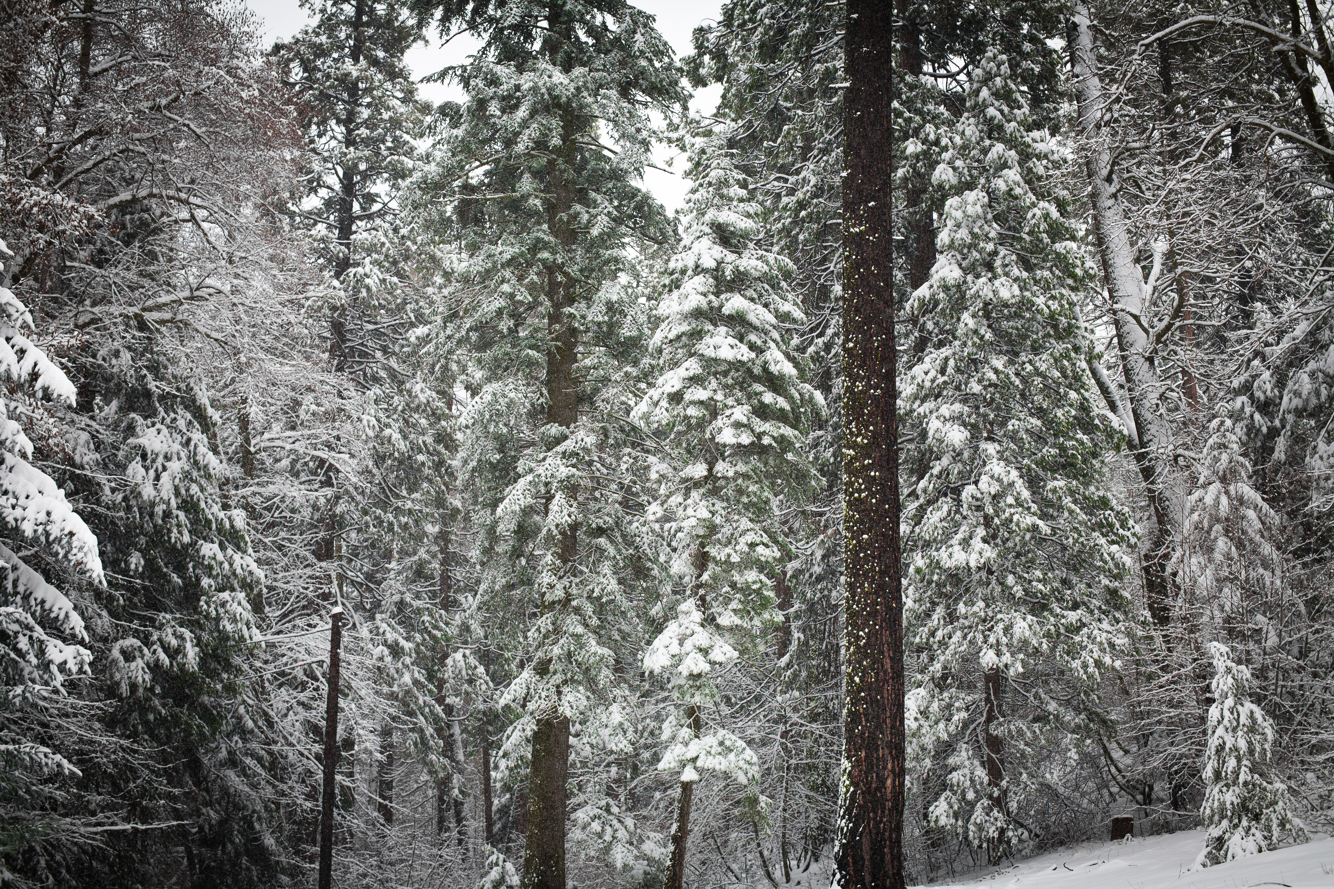 Lake Arrowhead Resort and Spa | Near Lake Arrowhead Village